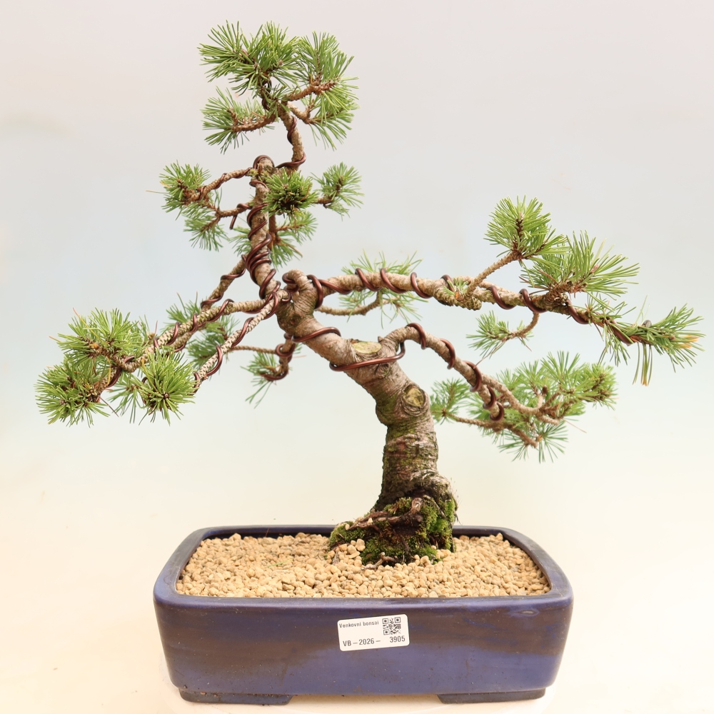 Venkovní bonsai - Pinus mugo Humpy  - Borovice kleč