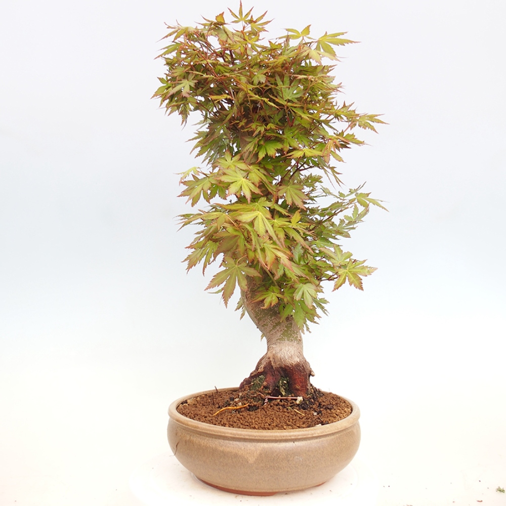 Venkovní bonsai - Acer palmatum  - Javor dlanitolistý