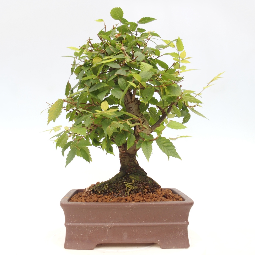 Venkovní bonsai - Zelkova - Zelkova serrata