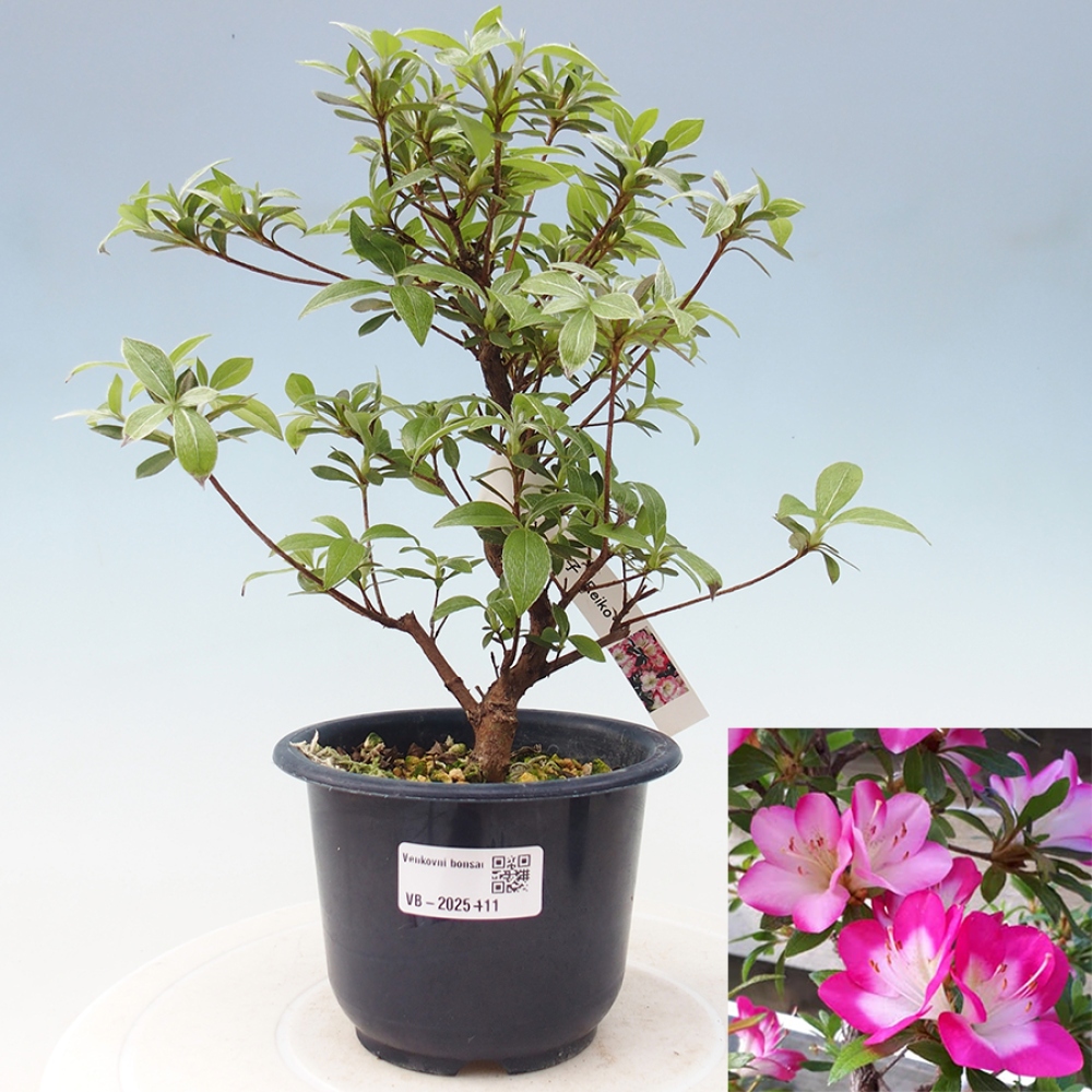 Venkovní bonsai - Japonská azalka - Azalea Reiko