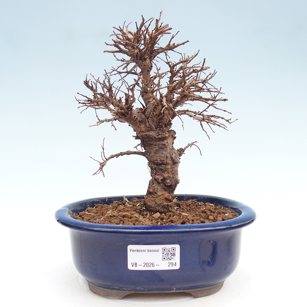 Venkovní bonsai - Zelkova - Zelkova NIRE