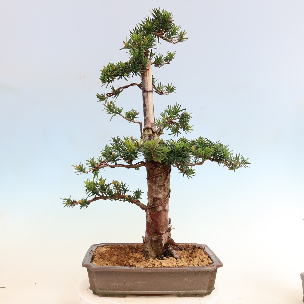 Venkovní bonsai - Taxus cuspidata  - Tis japonský