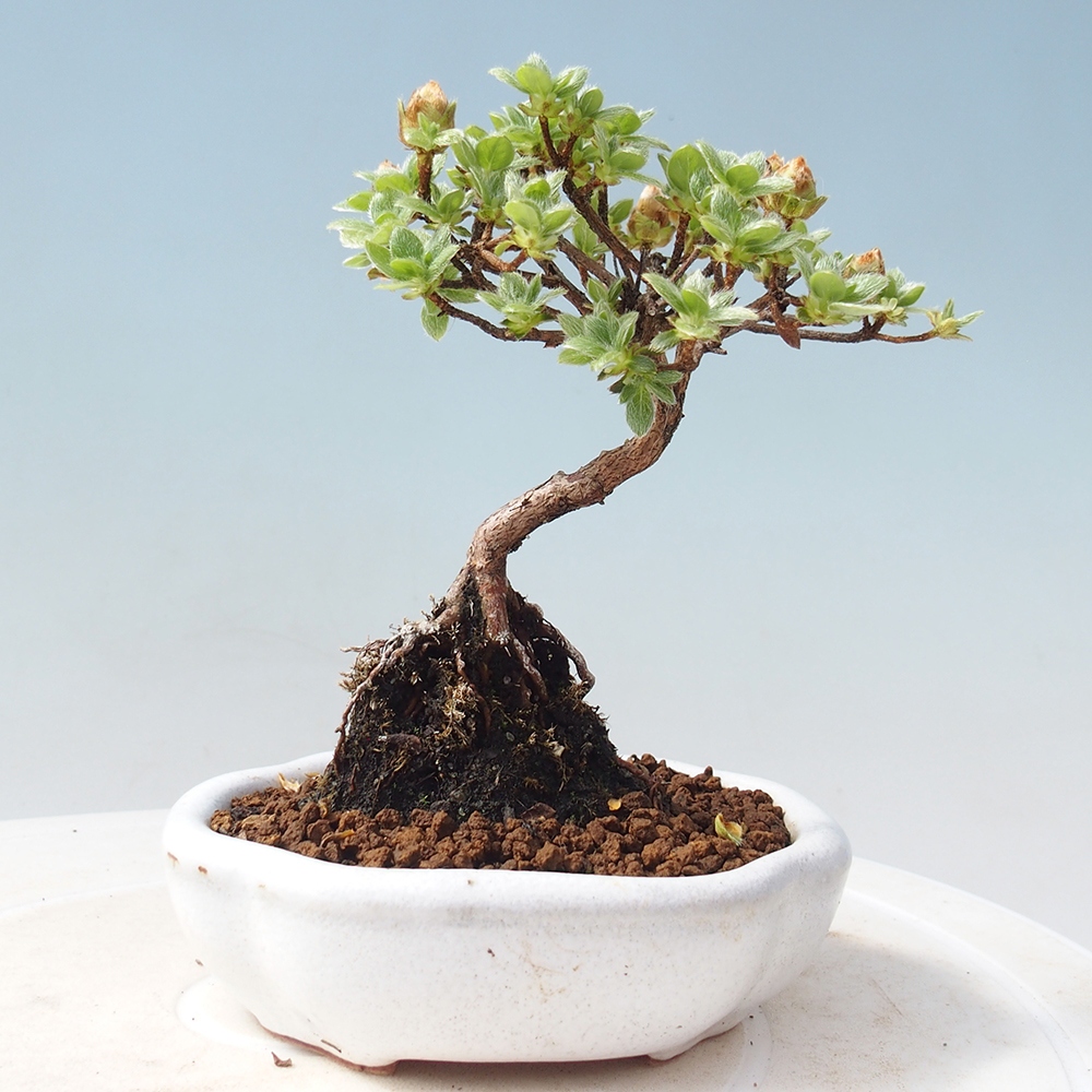 Venkovní bonsai - Rhododendron indicum - Japonská azalka