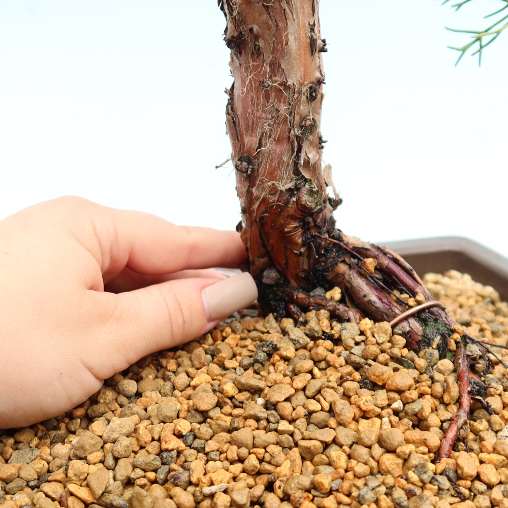 Venkovní bonsai - Juniperus chinensis Kishu -Jalovec čínský
