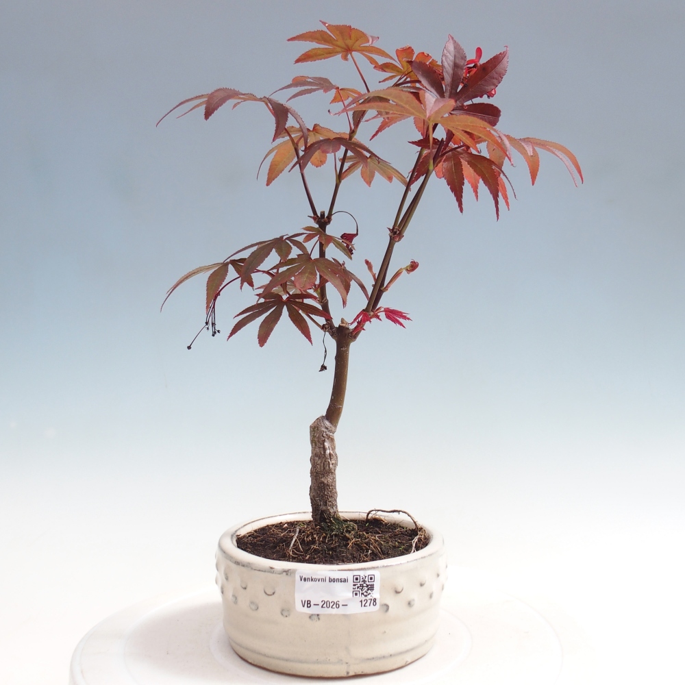 Venkovní bonsai - Acer palm. Atropurpureum-Javor dlanitolistý