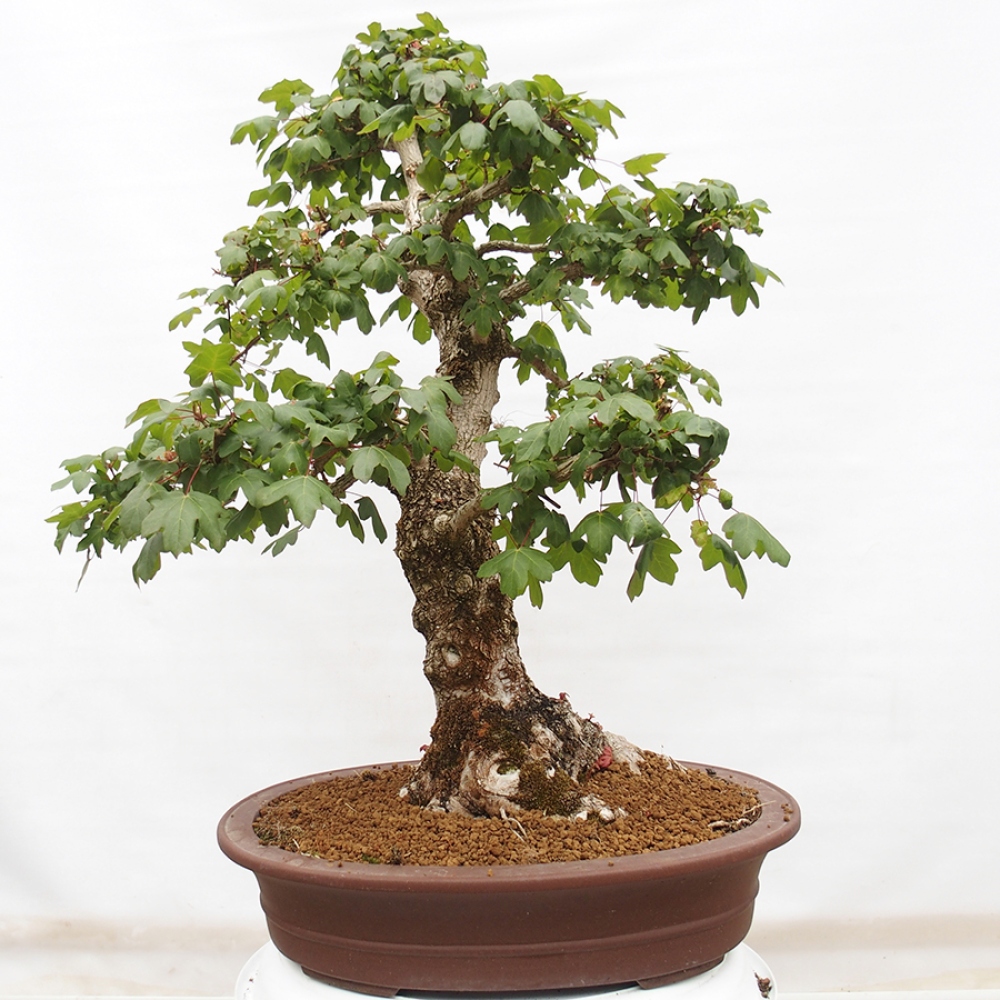 Venkovní bonsai -Javor babyka - Acer campestre