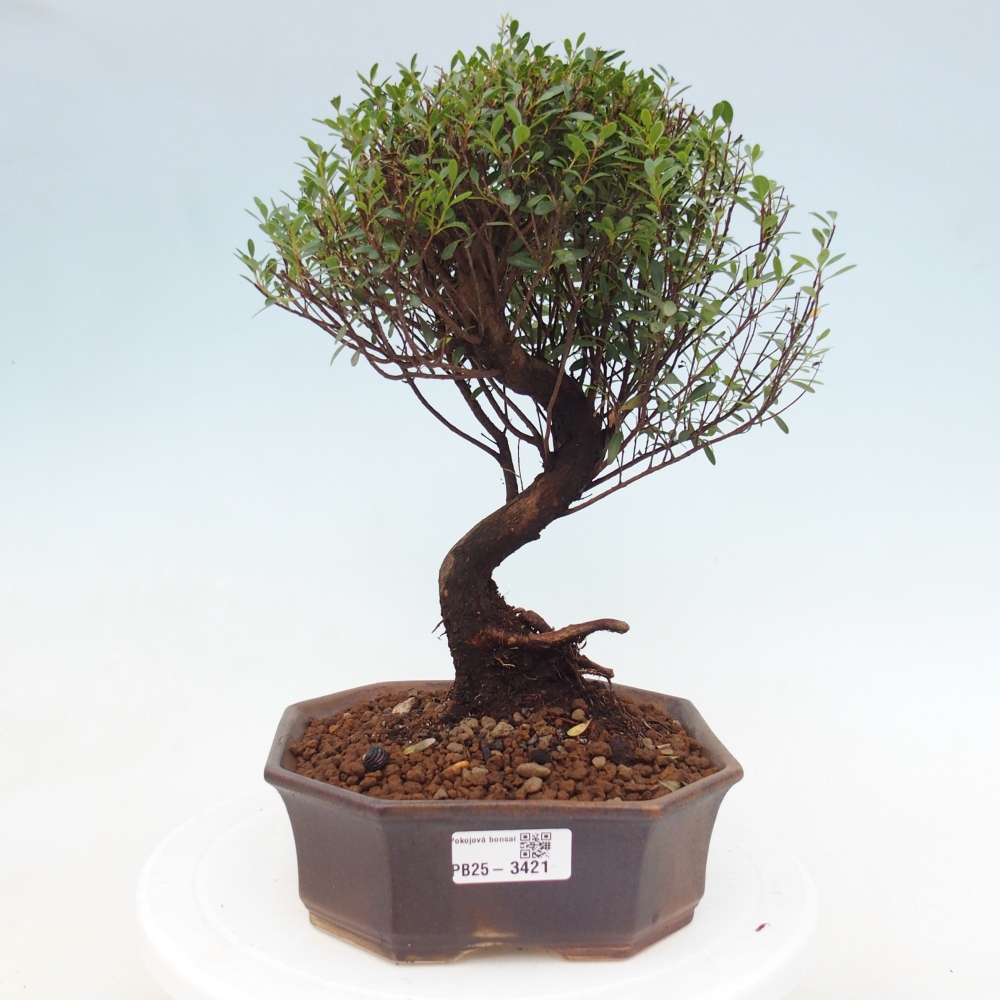 Pokojová bonsai - Syzygium - Pimentovník