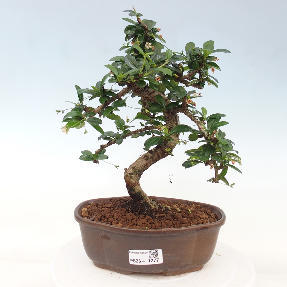 Pokojová bonsai - Carmona macrophylla - Čaj fuki