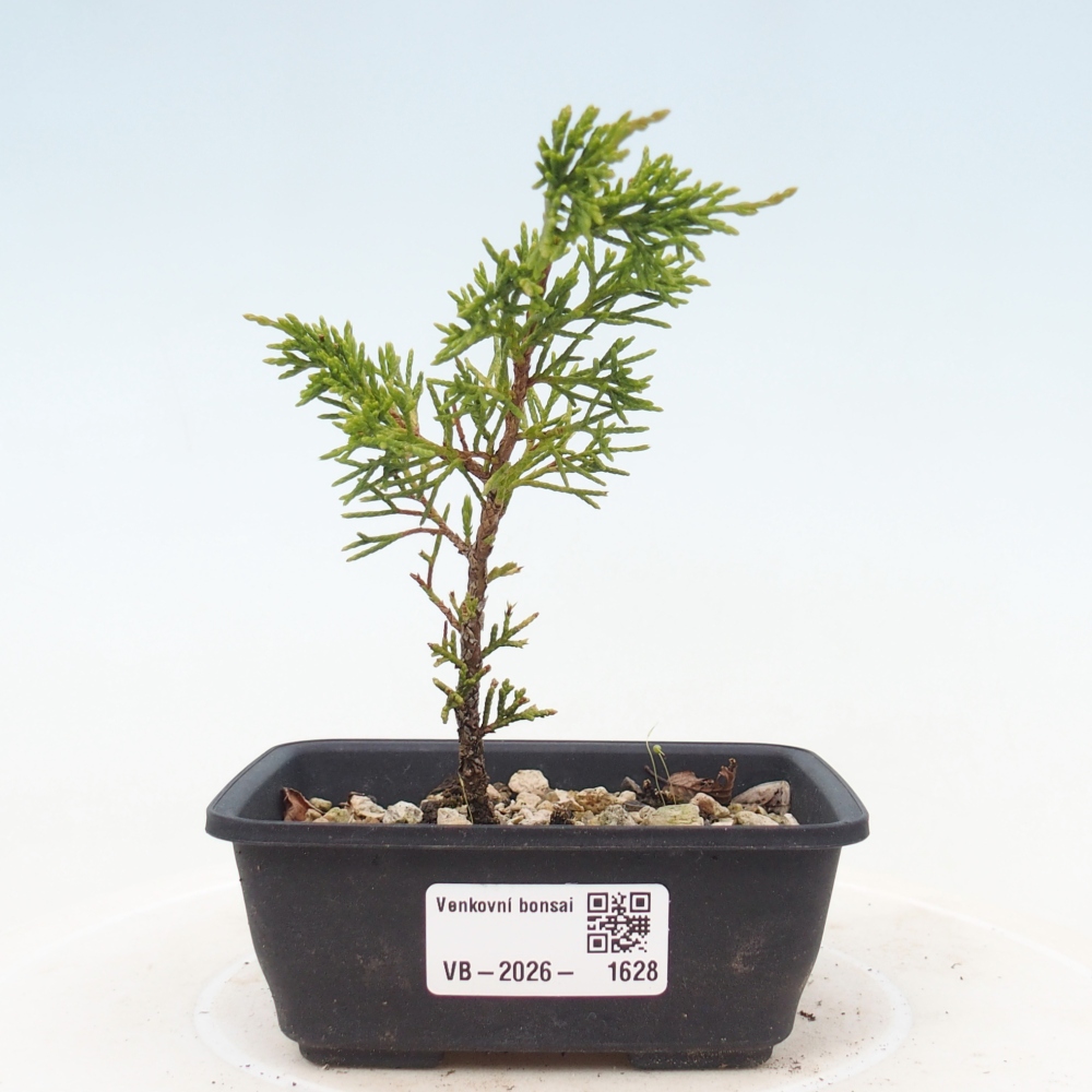 Venkovní bonsai - Juniperus chinensis Itoigawa -Jalovec čínský
