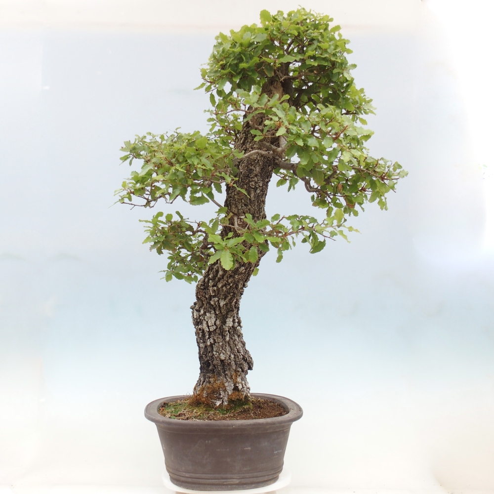 Yamadori - Quercus Ilex -Dub 