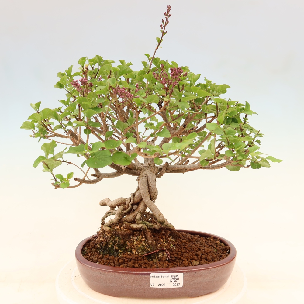 Venkovní  bonsai -  Syringa microphylla - malokvětý šeřík
