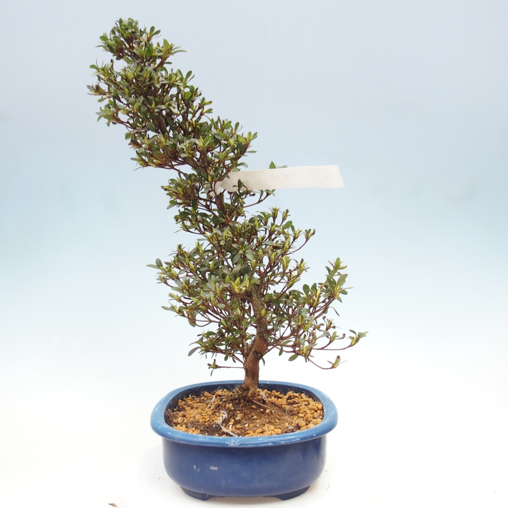 Venkovní bonsai - Japonská azalka - Azalea Nikko