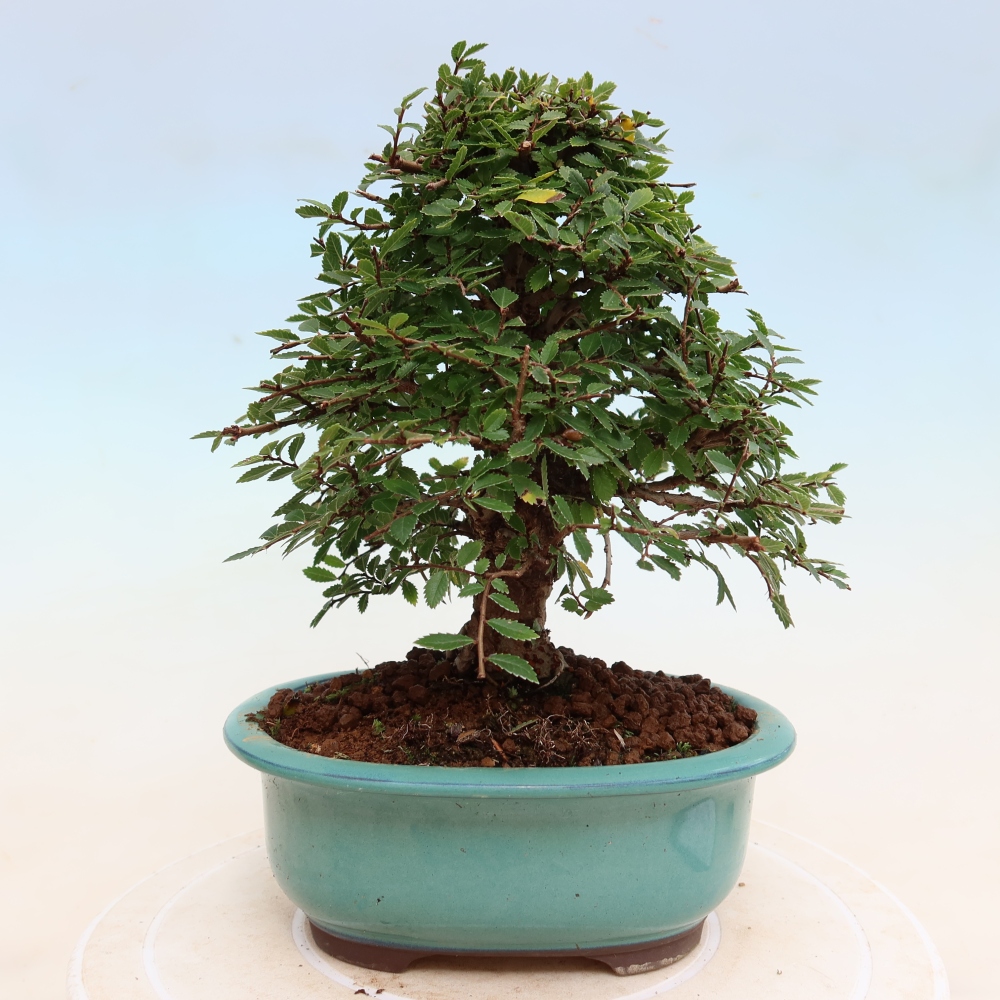 Venkovní bonsai - Zelkova - Zelkova NIRE