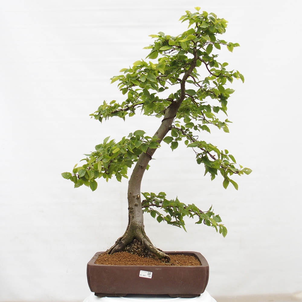 Venkovní bonsai - Habr obecný - Carpinus betulus