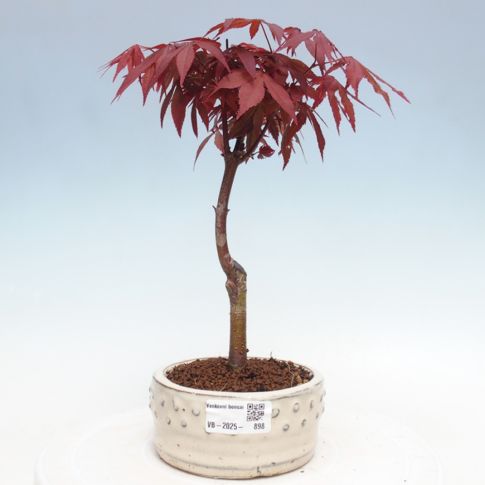 Venkovní bonsai - Acer palm. Atropurpureum-Javor dlanitolistý