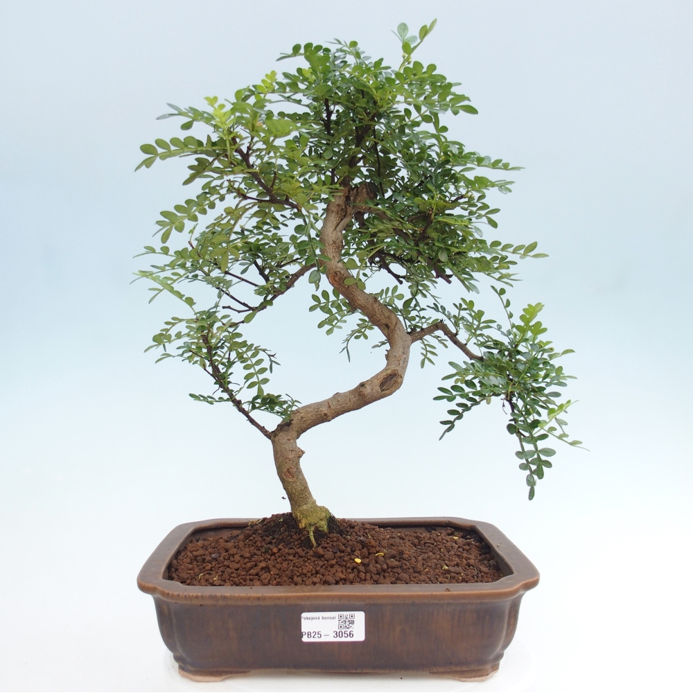 Pokojová bonsai - Zantoxylum piperitum - pepřovník