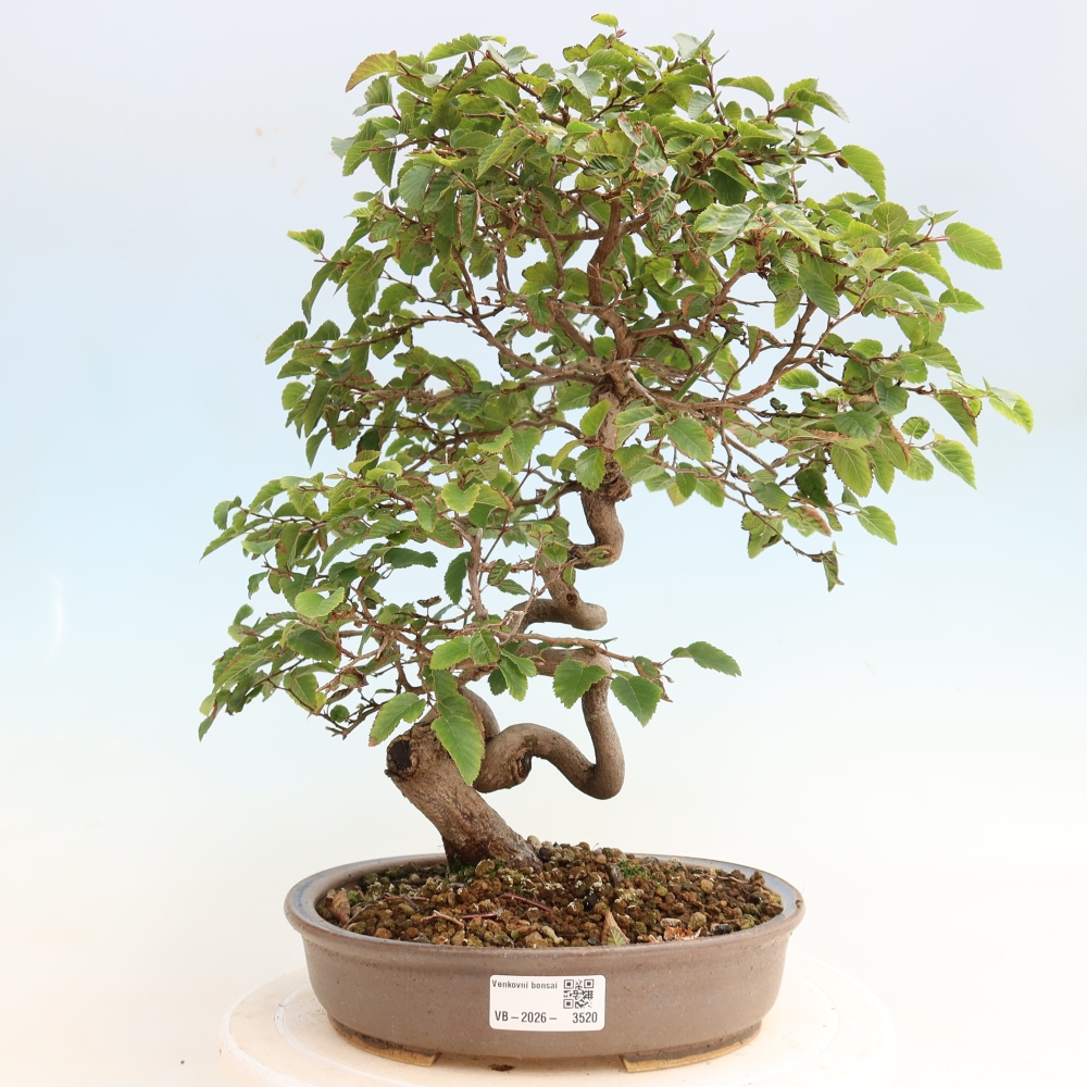 Venkovní bonsai -Carpinus CARPINOIDES - Habr korejský