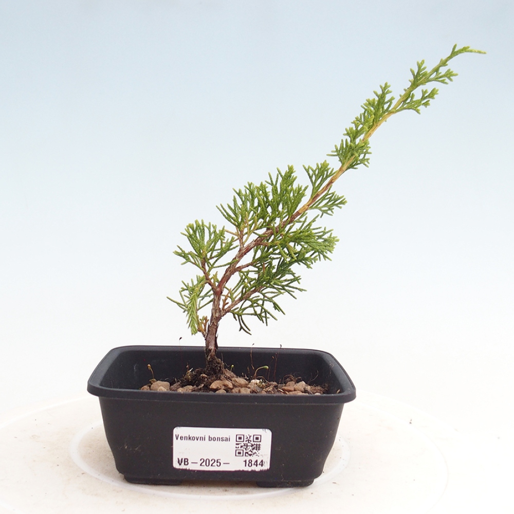 Venkovní bonsai - Juniperus chinensis Itoigawa -Jalovec čínský