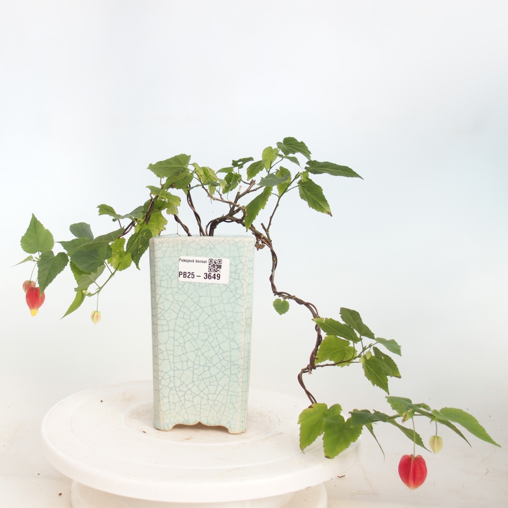 Pokojová bonsai - Abutilon Big Bell - Mračňák poříční