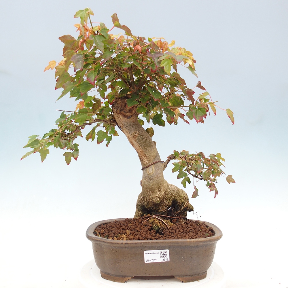 Venkovní bonsai - Acer Buergerianum - Javor Burgerův
