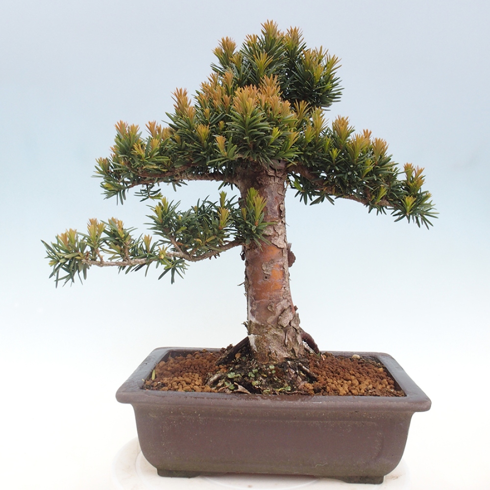 Venkovní bonsai - Taxus cuspidata  - Tis japonský