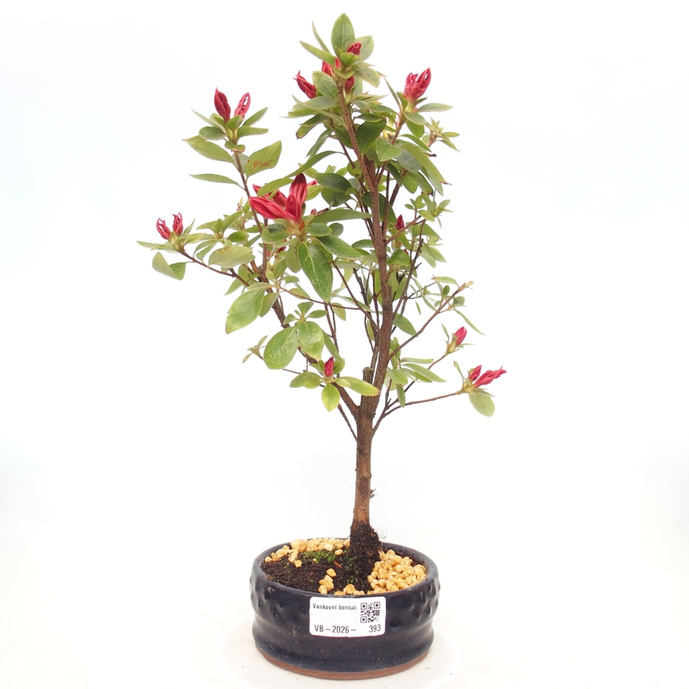 Venkovní bonsai - Japonská azalka - Azalea sp.