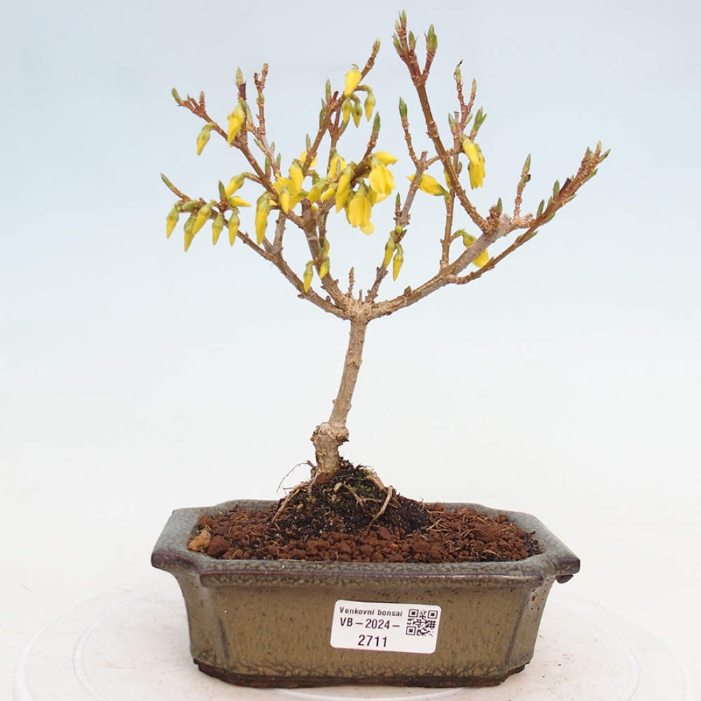 Venkovní bonsai - Zlatice - Forsythia intermedia 