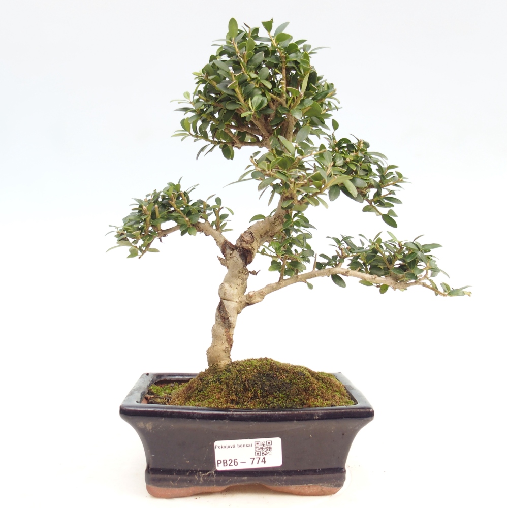 Pokojová bonsai - Ilex crenata - Cesmína