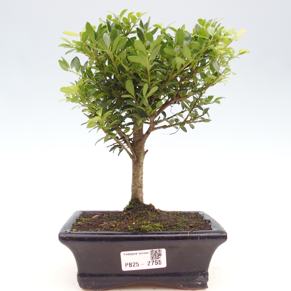 Pokojová bonsai - Ilex crenata - Cesmína