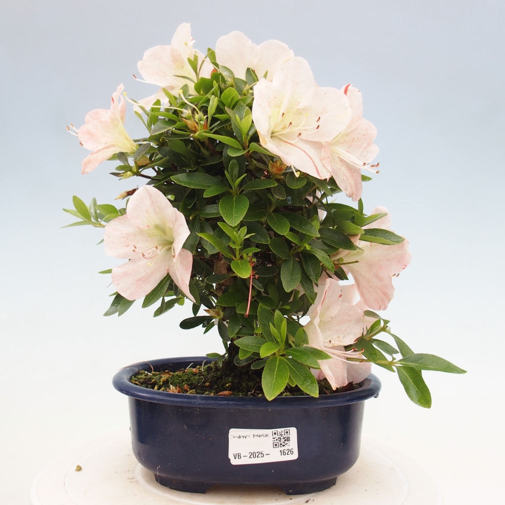 Venkovní bonsai - Japonská azalka - Azalea Asazakura