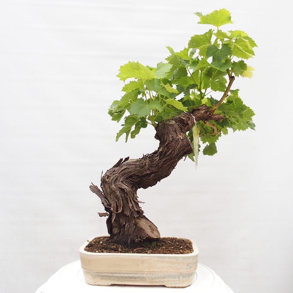 Venkovní bonsai - Vitis vinnifera MUSKAT ITALIA  - Vinná réva