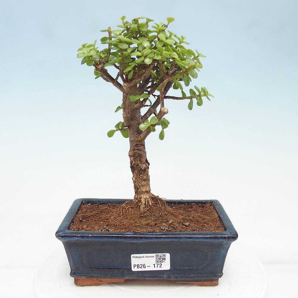 Pokojová bonsai - Portulakaria Afra - Tlustice