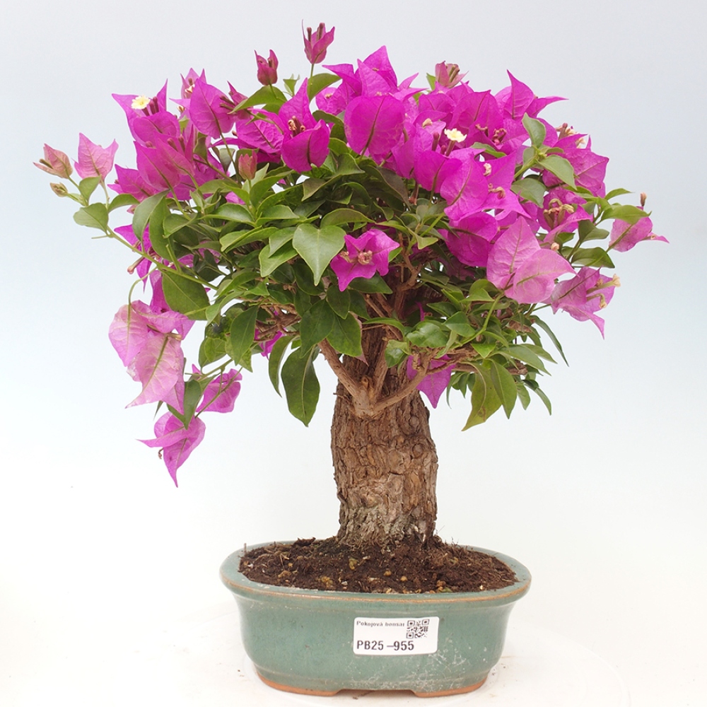 Pokojová bonsai - Bouganwilea