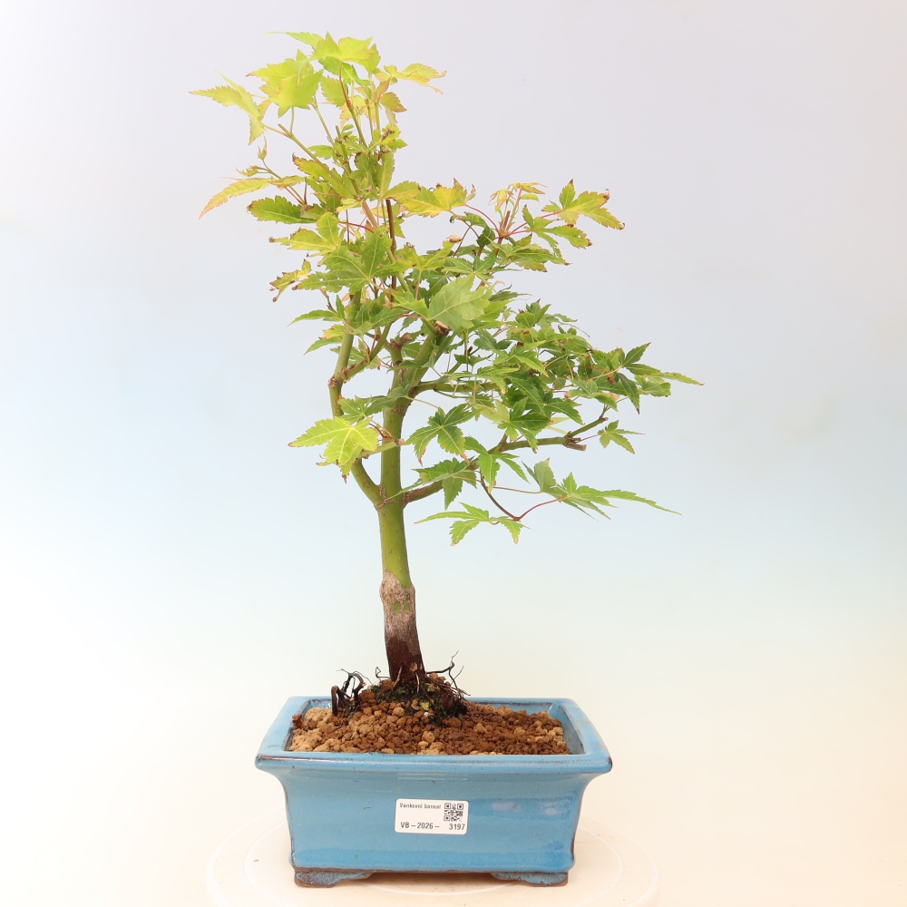 Acer palmatum Aureum - Javor dlanitolistý zlatý