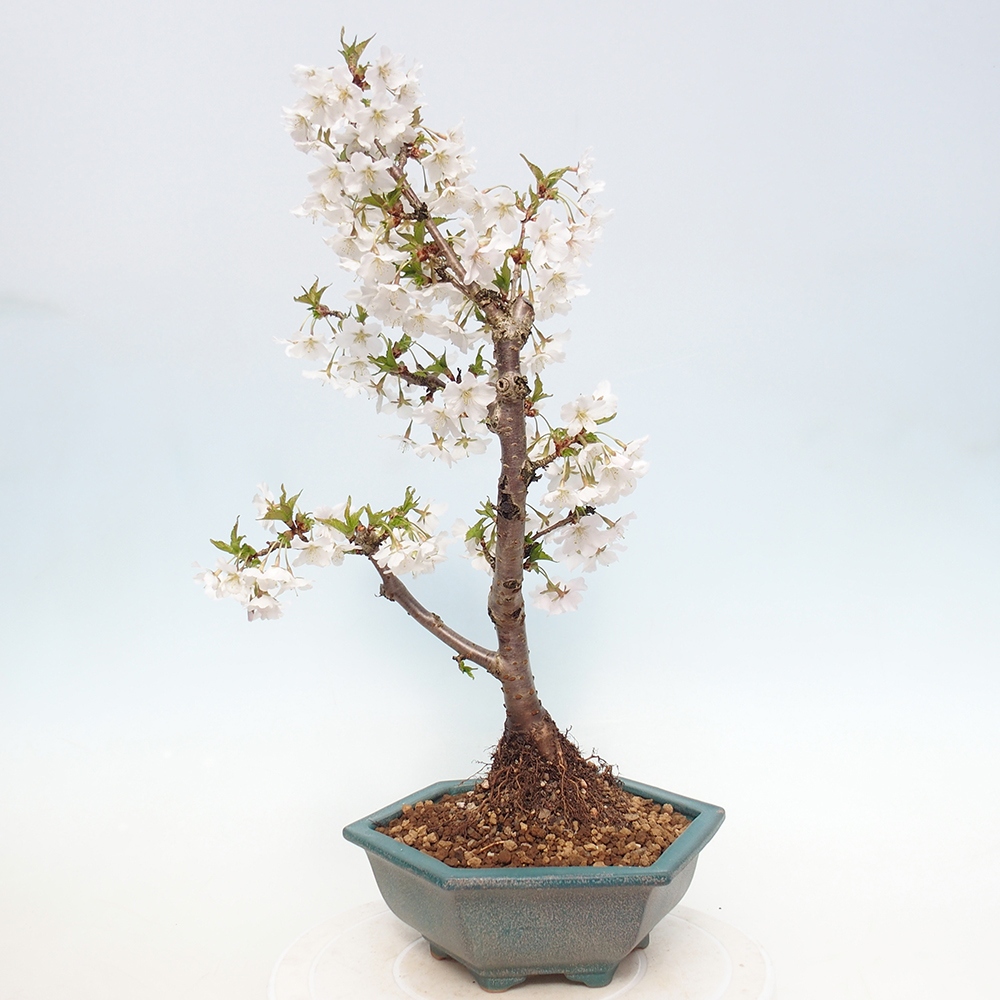 Venkovní bonsai - Prunus incisa Kojou-no mai-Slivoň vyříznutá