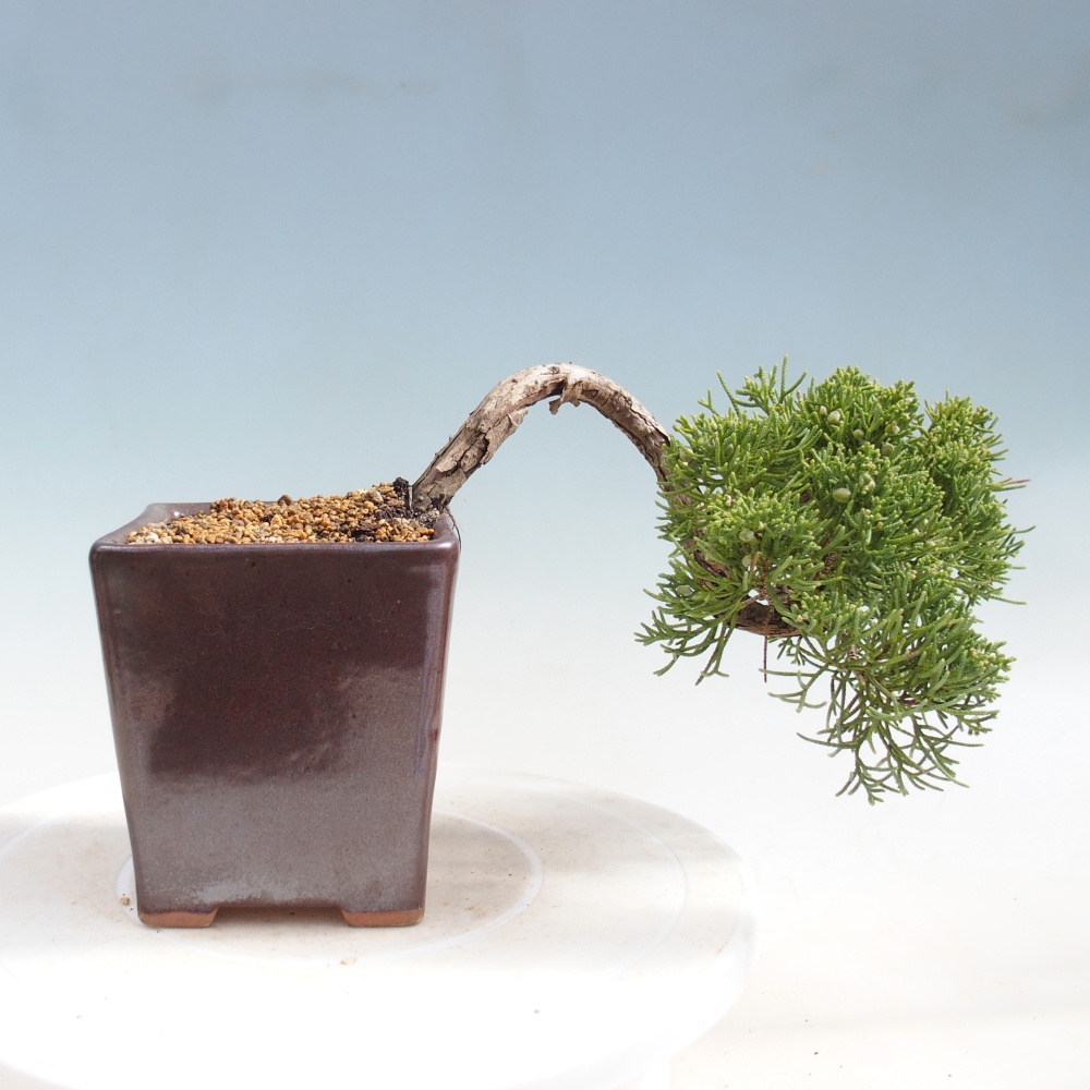Venkovní bonsai - Juniperus chinensis Kishu -Jalovec čínský