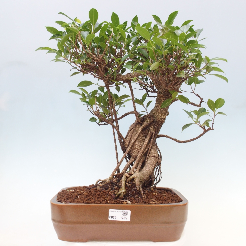 Pokojová bonsai - Ficus kimmen -  malolistý fíkus
