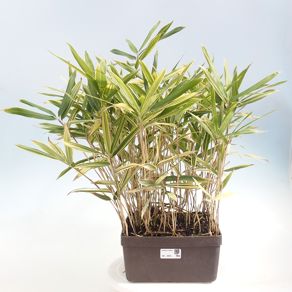 Venkovní bonsai - Sasaella masamuneana Albostriata - Bambus panašovaný