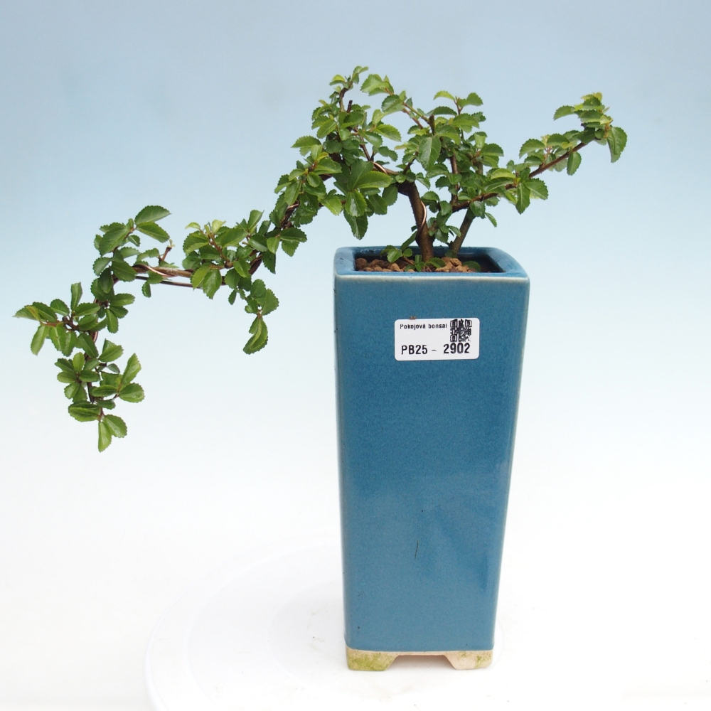 Pokojová bonsai - Grewia occidentalis - Hvězdice levandulová