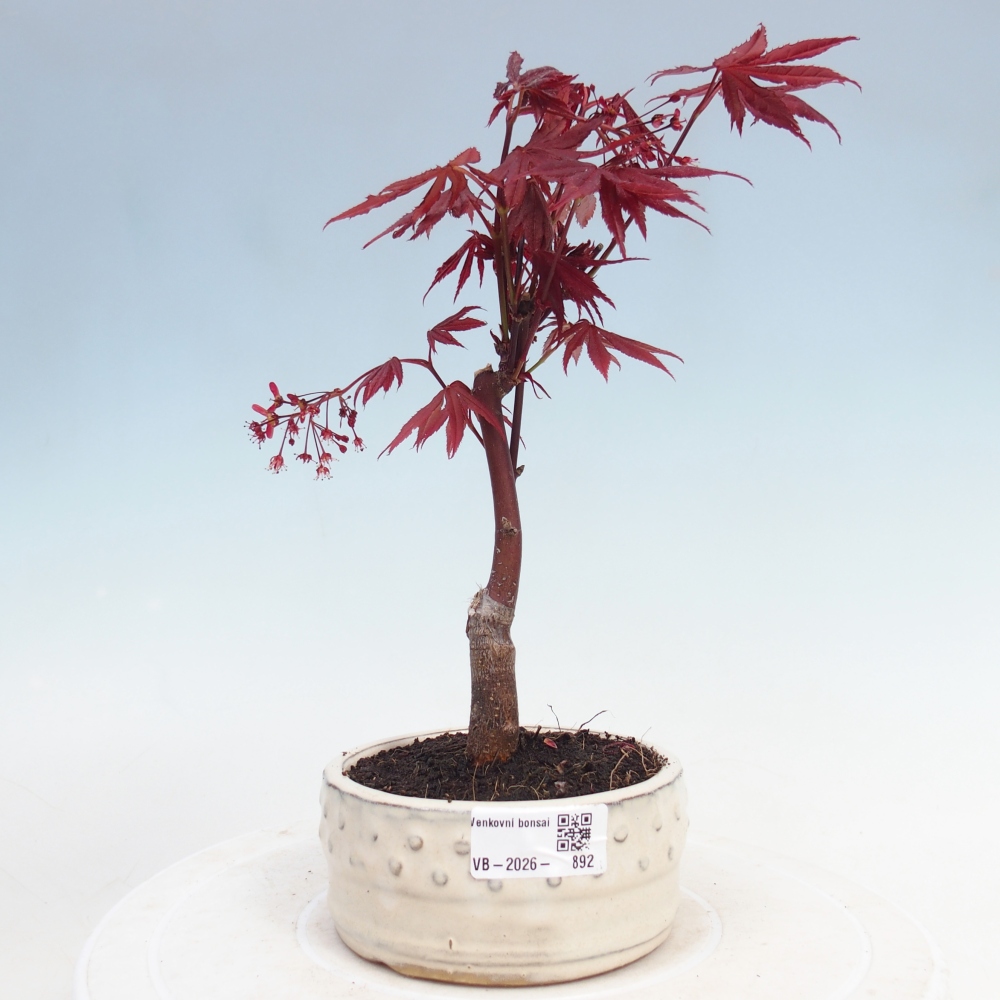 Venkovní bonsai - Acer palm. Atropurpureum-Javor dlanitolistý