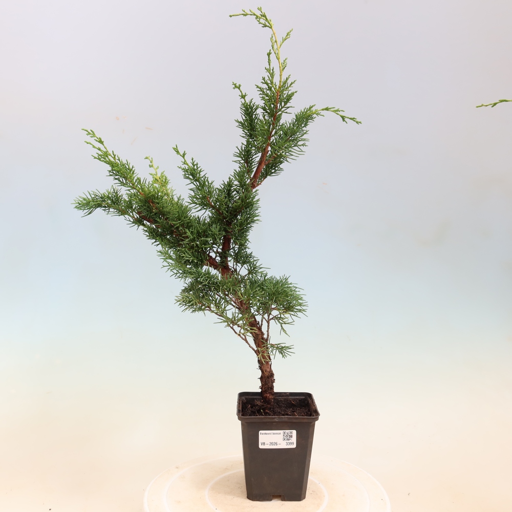 Venkovní bonsai - Juniperus chinensis Kishu -Jalovec čínský