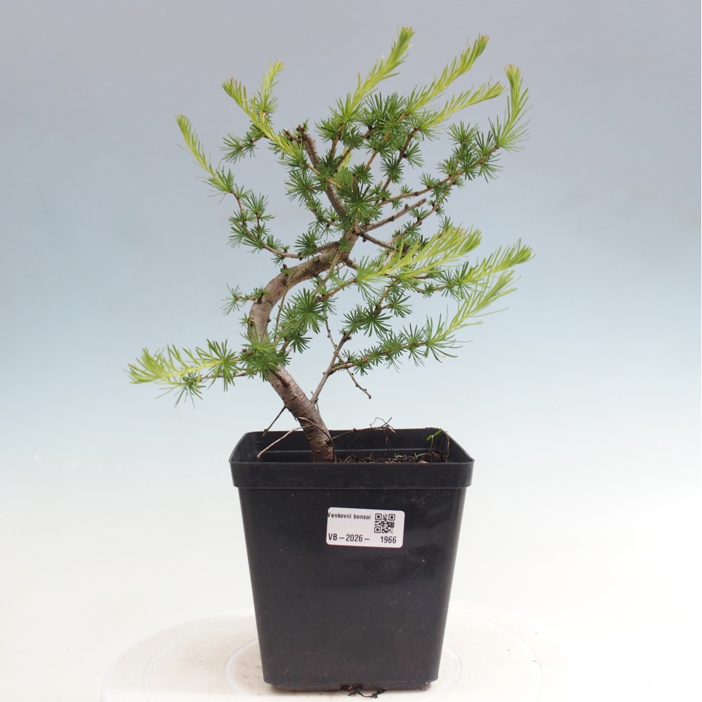 Venkovní bonsai -Larix decidua - Modřín opadavý 