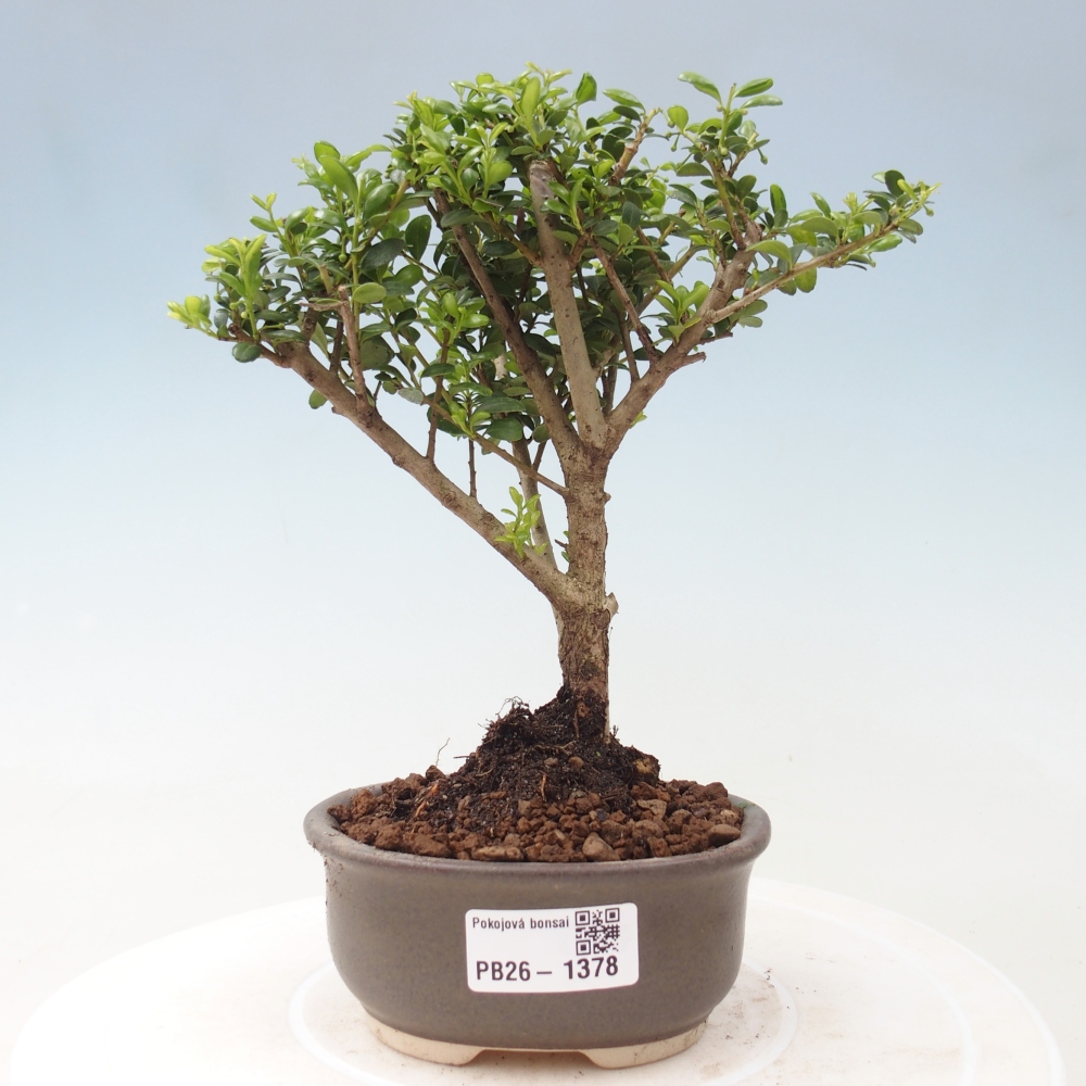 Pokojová bonsai - Ilex crenata - Cesmína