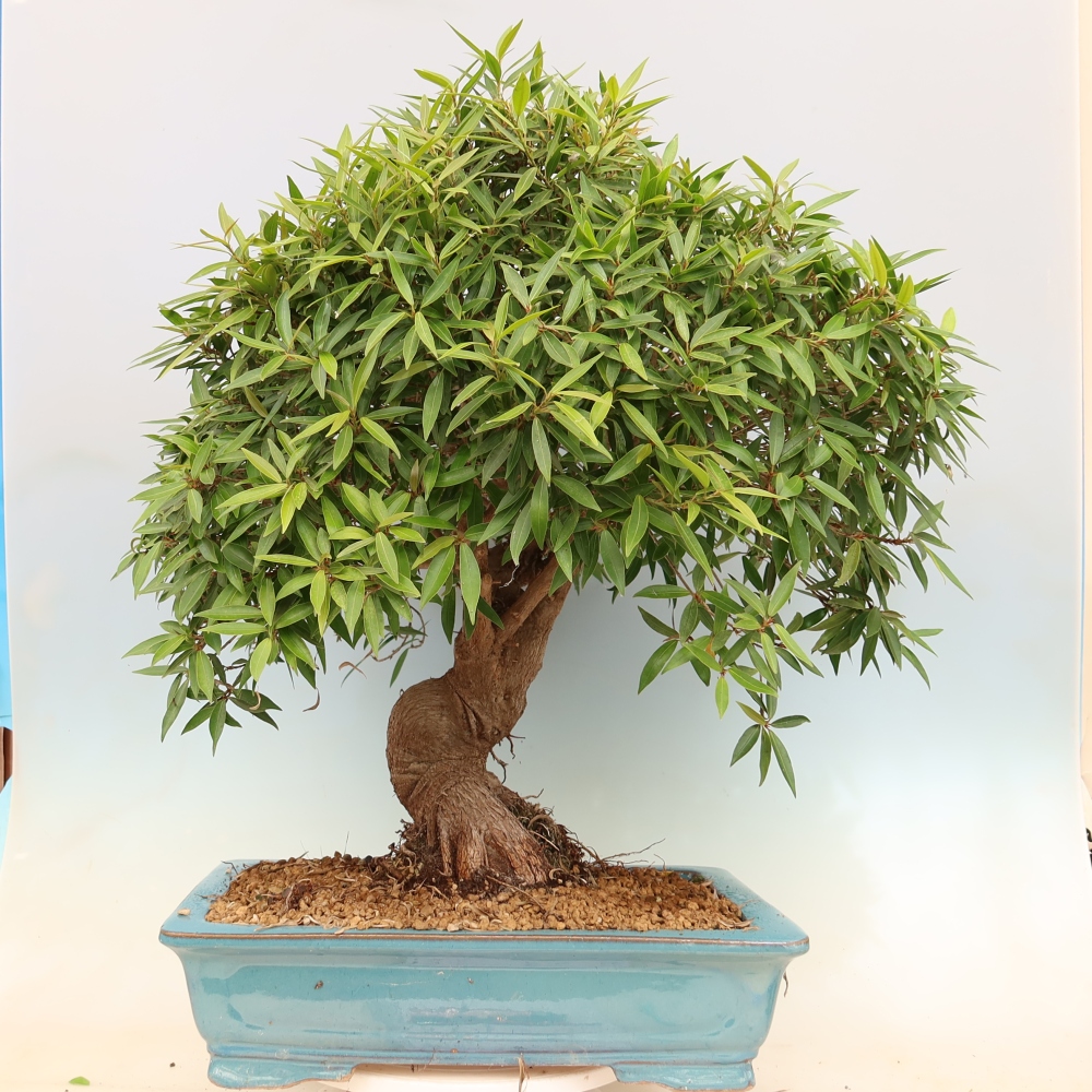 Pokojová bonsai - Ficus nerifolia -  malolistý fíkus