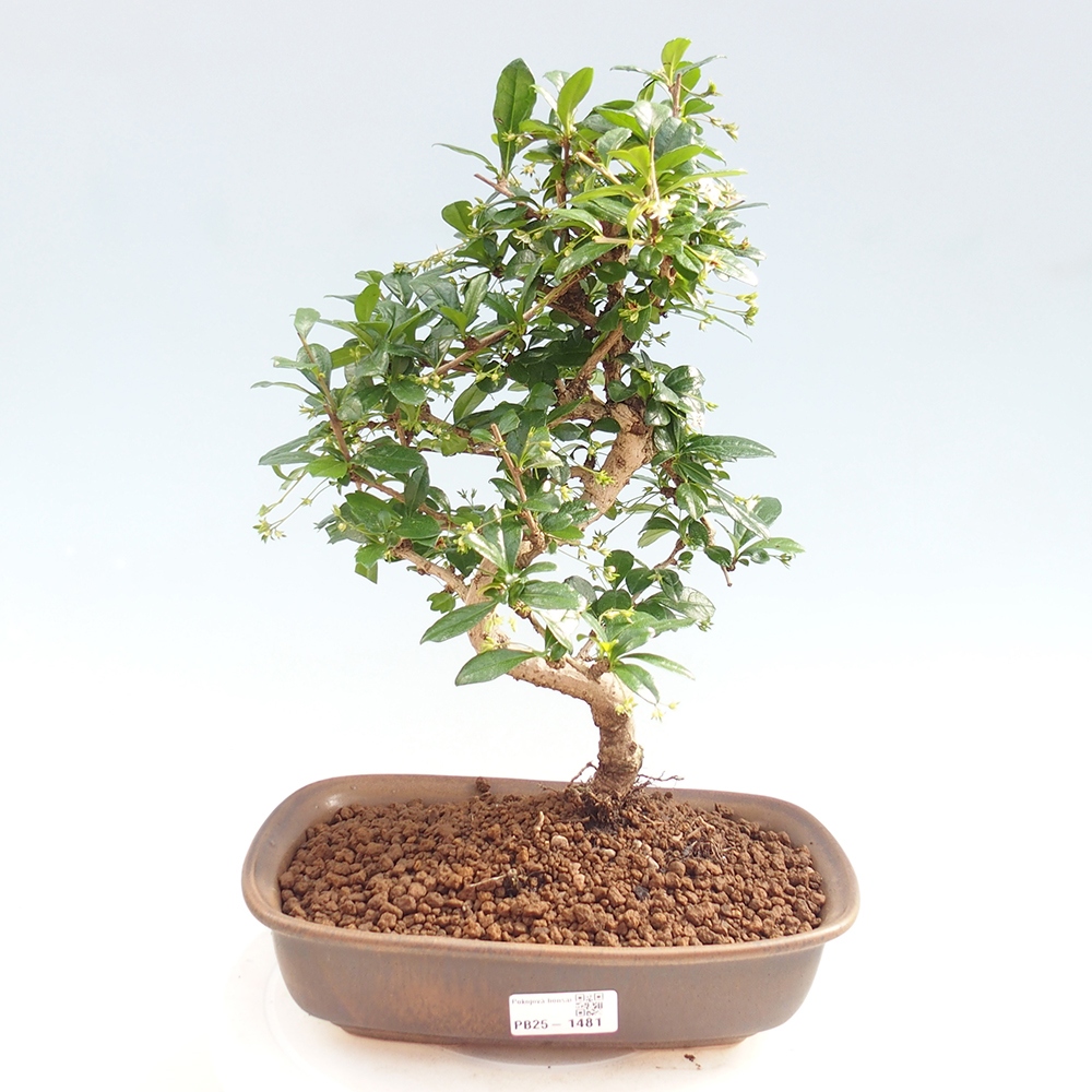 Pokojová bonsai - Carmona macrophylla - Čaj fuki