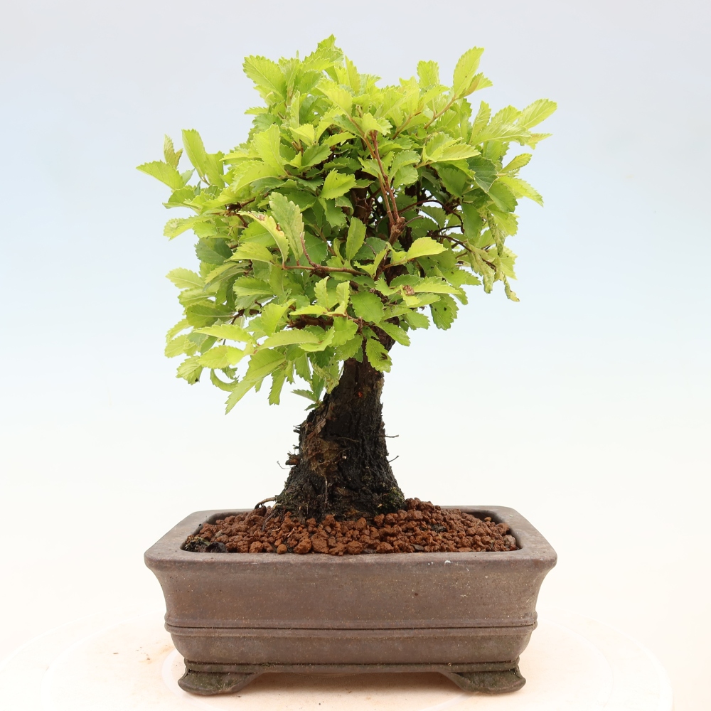 Venkovní bonsai - Zelkova - Zelkova NIRE