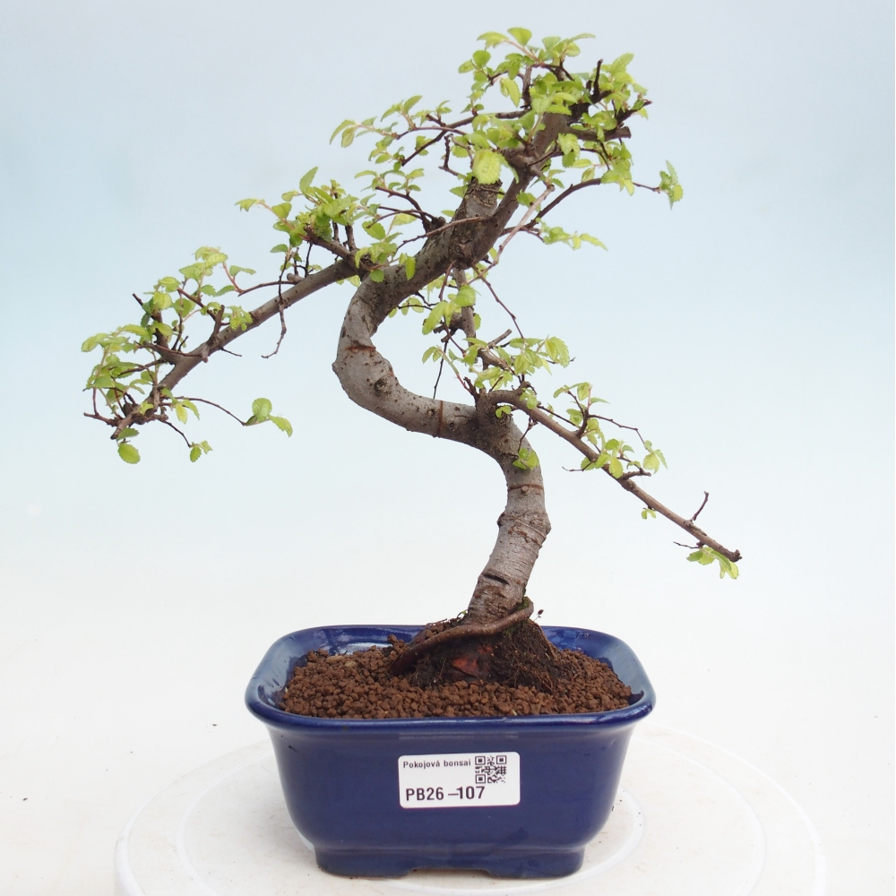 Pokojová bonsai - Ulmus parvifolia - Malolistý jilm