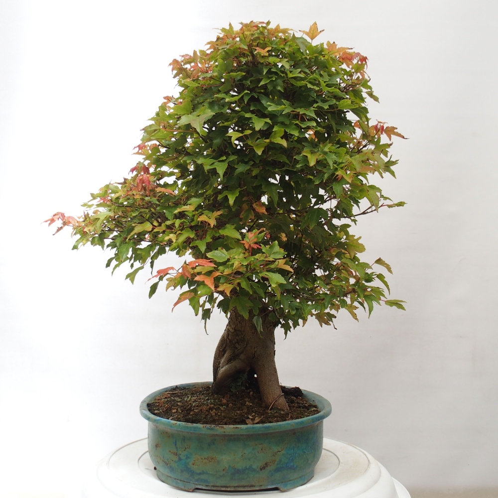 Venkovní bonsai - Acer Buergerianum - Javor Burgerův