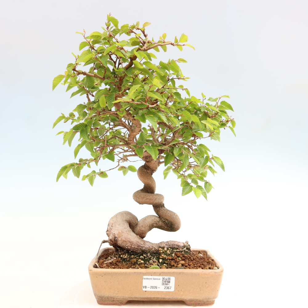 Venkovní bonsai -Carpinus coreana - Habr korejský