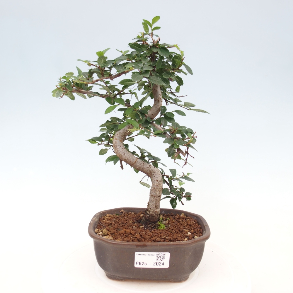Pokojová bonsai-Malolistý jilm 